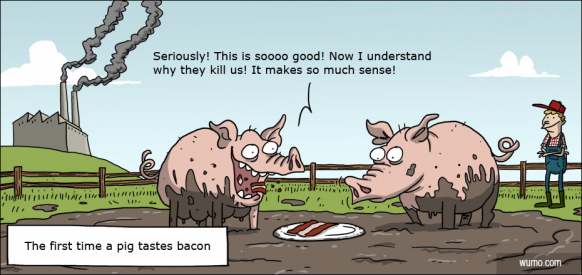 The first time a pig tastes bacon