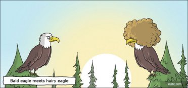 Bald eagle/hairy eagle