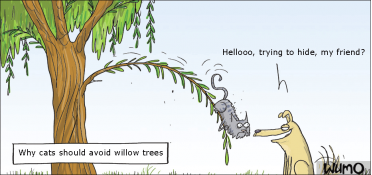 Why cats should avoid willow trees